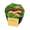 Premium-Pflanzset 'Erdnuss'