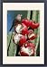 Framed Prints of WW-3919 House Finch - female feeding on fruits of Cereus peruvianus from Ardea Wildlife Pets