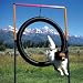 Dog Agility Tire Jump-Lightweight Anodized Aluminum