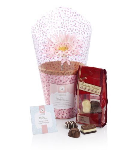 Gerbera Flower Set