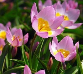 Lilac Wonder Deer Resistant Tulips-15 Bulbs 6+/cm