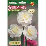 秋植え球根 八重咲水仙 ホワイトライオン (白花) (545328)