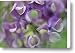 Lilac Syringa Sp Flower, Close Canvas Print / Canvas Art - Artist Jan Vermeer