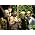 Thumbnail image of Jethro Tull