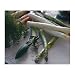 from Mastrad Mastrad Asparagus Peeler Model F20739