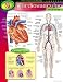 CHART CARDIOVASCULAR SYSTEM