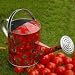 Wild Tomatoes Watering Can