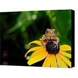 The Harbinger Canvas Print / Canvas Art - Artist Lois Bryan
