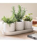 Floral aromatherapy plant growing kit