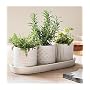 aromatherapy plant growing kit