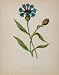 1898 Botanical Print Cornflower Bachelor's Button Blue - Original Print