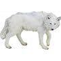 Safari: White Wolf