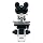 VanGuard Brightfield Clinical Microscope with Binocular Head, Halogen Illumination, 4X, 10X, 40X, 100X Magnification, 360 Degree Viewing Angle