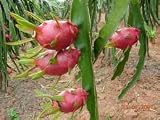 9GreenBox - Dragon Fruit Juicy Sweet Fragrant Flower FRUITING SIZE by 9GreenBox.com Cheap