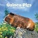 Guinea Pigs 2010 Wall Calendar Publisher: Browntrout