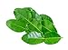 Kaffir Lime Leaves (0.5 Ounce) - FREE with Apsara's Cambodian Hot Sauce Purchase