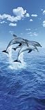 Scandecor 599 Three Dolphins Wall Mural