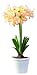 Amaryllis PEACH BLOSSOM &Acirc;&reg;