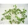 180cm Artificial Silk Foliage Ivy Wired Garland (Variegated) from GT Decorations