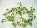 180cm Artificial Silk Foliage Ivy Wired Garland (Variegated) from GT Decorations