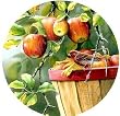 Apple Harvest 300 pc Jigsaw Puzzle by Serendipity