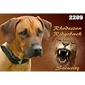 Metall - Warnschild Rhodesian Ridgeback