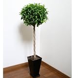 【Vita】観葉植物 ベンジャミン 125cm スクェアロングポット(ブラック)