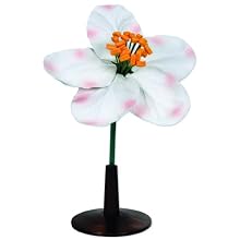 3B Scientific T21016 Apple Flower (Malus Pumila), 16-1/2" Height