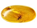 MM VARIES FREE FORM AMBER WITH TROPICAL STINGLESS BEE