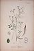 Hedge Stonewort Flower Plant Colour Old Print C1878