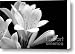 Clivia Floral Black and White Canvas Print / Canvas Art - Artist Jennie Marie Schell