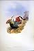 1990 Hummingbirds Amazilla Ocai Leucippus Chionogaster