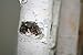 Wilson White Birch Decorative Poles - Natural Wood Bark Kiln Dried Home Décor, 7' L x 1.5-2.5