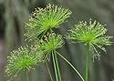 Dwarf Egyptian Payprus Water Garden Bog House Plant