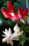 Red & White Christmas Cactus-Zygocactus-8 Hanging Pot
