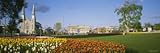 Tulip Flowers in a Garden, Ottawa, Ontario, Canada Premium Photographic Poster Print by Panoramic Images , 40x120 Tulip Flowers in a Garden, Ottawa, Ontario, Canada Premium Photographic Poster Print by Panoramic Images , 40x120