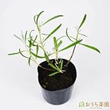 ラベンダー アラビアンナイト 【苗】 9cmポット ＜当店は 苗 種 鉢 培養土 ニーム の専門店＞