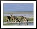Greater Kudu (Tragelaphus Strepsiceros) Males at Seasonal Water on Etosha Pan, Namibi...