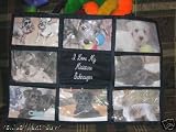 I Love My Miniature Schnauzer Personalized Photo Tote Bag Navy Blue