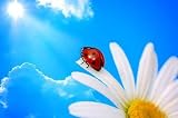 Wallmonkeys Peel and Stick Wall Decals - Ladybird on Daisy against Blue Sky with Sun - Removable Graphic