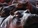 Close Up of Hippo Herd (Hippopotamus Amphibius), Lake Manyara National Park, Arusha, ...