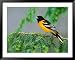 Male Baltimore Oriole Framed Art Poster Print by Adam Jones, 49x39