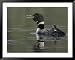 Common Loon Calling with Chick Riding on Back in Water, Kamloops, British Columbia, Canada Animals Framed Art Poster Print by Arthur Morris, 49x39