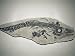 Fossil Ichthyosaur, Argentina Photographic Poster Print by Doug Perrine, 16x12