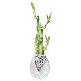 IMAGE OF Lucky Bamboo Holiday Plant Arrangment, 5 Stalks, Curve Twisted Ceramic in Silver Metallic Foil, Oldest Gift of Good Fortune and Luck - Exclusive Design by Eve's Garden