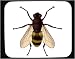 Decorated Mouse Pad with insect, warble, pest, arthropod, parasite, 