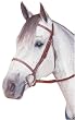 Kincade Raised Fancy Stitched Bridle with Reins and Free Gift