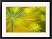 Framed Prints of Dill (Anethum graveolens) from Science Photo Library