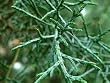 Blue Ice Arizona Cypress Tree Five Gallon Plant