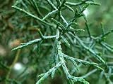 Blue Ice Arizona Cypress Tree Five Gallon Plant - B001EHGLAG